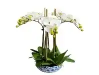 LivingStyles Dynasty Artificial Phalaenopsis Orchid in Pot, 45x55cm, Apple Green Flower offer