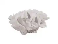Wallace Coral Sculpture, Medium