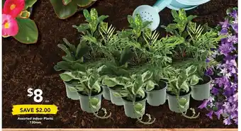 Drakes Assorted Indoor Plants 130mm offer