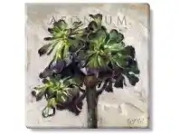 LivingStyles Bayport Stretched Canvas Wall Art Print, Aeonium, Medium offer