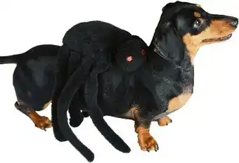 Spotlight 30% off Spooky Hollow Spider Pet Costume offer