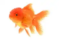 Just For Pets Aquarium Industries Assorted Orandas (7cm) offer