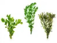 Aquarium Industries Aquarium Plants
