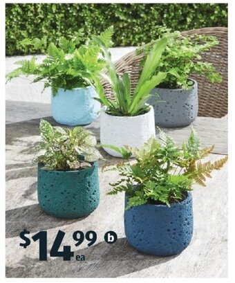 Fern In Ceramic Pot