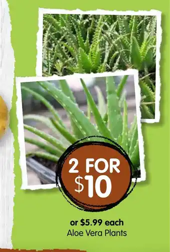 Spudshed Aloe Vera Plants offer