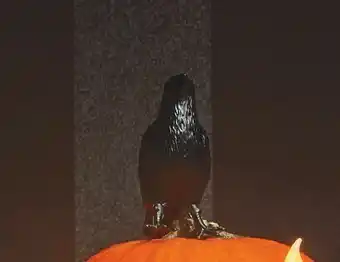 Woolworths Halloween Assorted Black Creatures offer