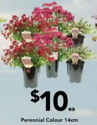 Perennial Colour 14cm