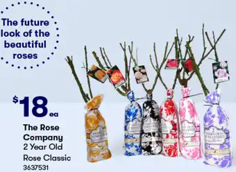 BIG W The Rose Company 2 Year Old Rose Classic offer