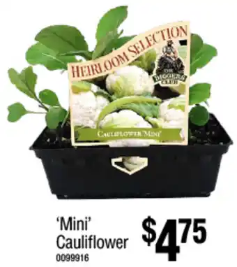 Bunnings ‘Mini’ Cauliflower offer