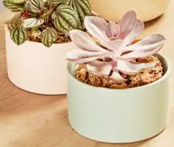 ALDI Plant with Ceramic Pot offer