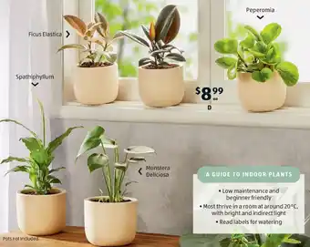 ALDI Indoor Plants offer