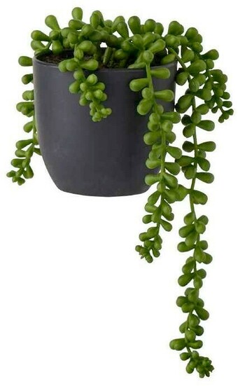 Spotlight Potted Succulent Beans offer