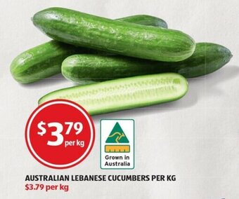 Australian Lebanese Cucumbers