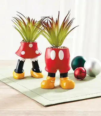Woolworths Licensed Pot Plants offer