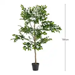 Ficus Tree by M.U.S.E