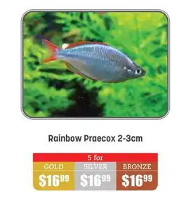 Rainbow Praecox 2-3cm