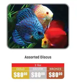 Assorted Discus