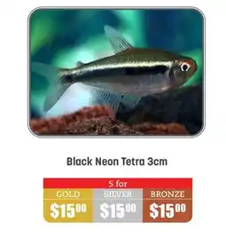 Black Neon Tetra