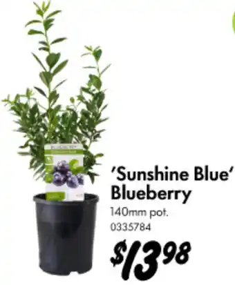 Bunnings Sunshine Blue' Blueberry offer