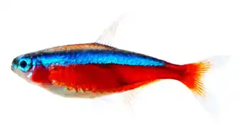 Aquarium industries cardinal tetra (2.5cm)