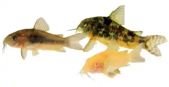 Assorted corydoras (3.5cm)
