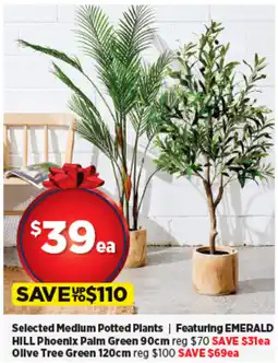 Spotlight Selected Medium Potted Plants offer