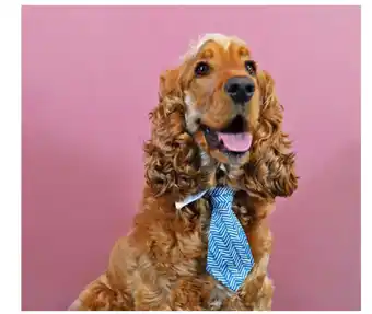 Lexi & me neck tie blue chevron