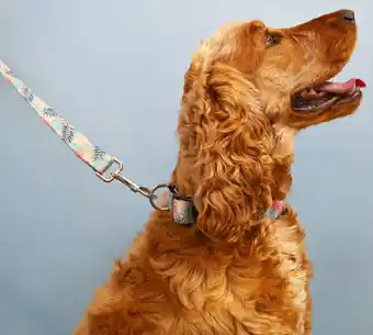 Lexi & me dog collar multi palm print