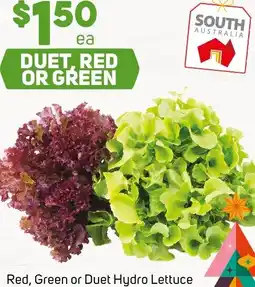 Foodland Red, Green or Duet Hydro Lettuce offer