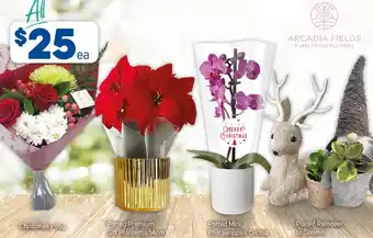 Foodland Christmas Posy, Potted Premium Gift Poinsettia, Potted Mini Phalaenopsis Orchid, Potted Reindeer or Gnome offer