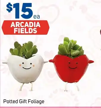 Foodland Potted Gift Foliage offer