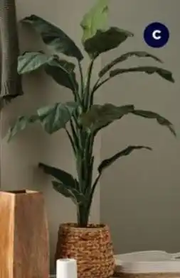 Spotlight Tall Plant offer