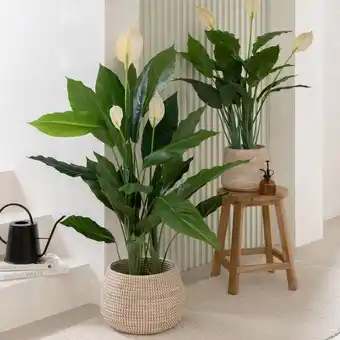 Pillow Talk Artificial Peace Lily Plant by M.U.S.E offer