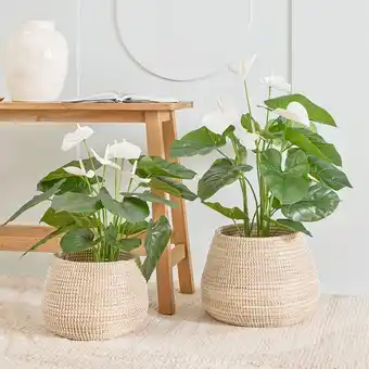 Pillow Talk White Anthurium Plant by M.U.S.E offer