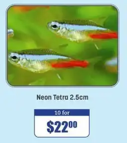 Pets Domain Neon Tetra offer