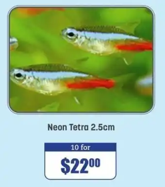 Pets Domain Neon Tetra offer