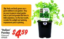 Bunnings Italian Parsley offer