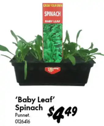 Bunnings Baby Leaf Spinach offer