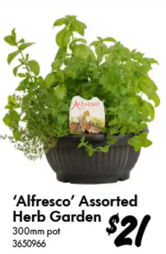 Bunnings Alfresco' Assorted Herb Garden offer