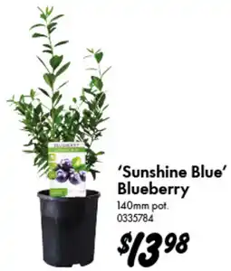 Bunnings Sunshine Blue Blueberry offer