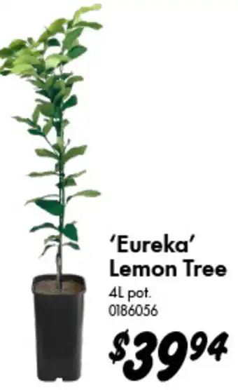 Bunnings Eureka Lemon Tree offer