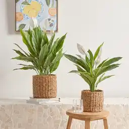 Pillow Talk Mini Peace Lily Plant by M.U.S.E offer