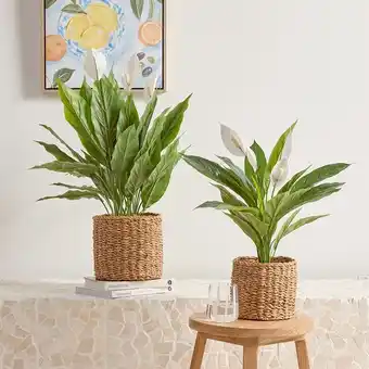 Pillow Talk Mini Peace Lily Plant by M.U.S.E offer