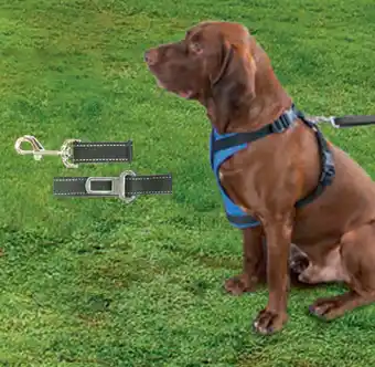 Pc procovers stride 'n' ride pet leash