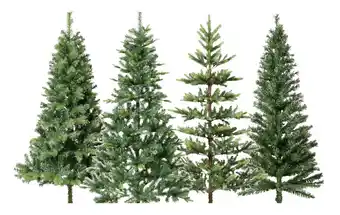 BIG W Selected trees offer