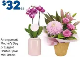 Foodland Arrangement Mother's Day or Elegant Double Spike Midi Orchid offer