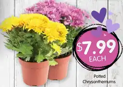 Spudshed Potted Chrysanthemums offer