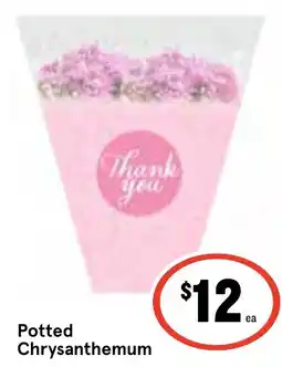 Ritchies Potted Chrysanthemum offer