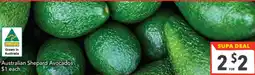 Supa Valu Australian Shepard Avocados offer