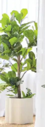 Pillow Talk Fiddle Leaf tree L offer